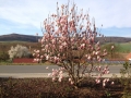 Frühling-1