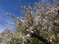 Frühling-2