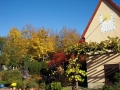 Herbst-im-Garten-1