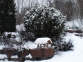 Wintert-im-Garten-1
